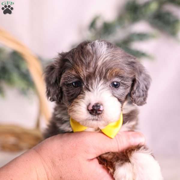 Mochi, Mini Bernedoodle Puppy